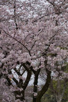 10日桜.jpg