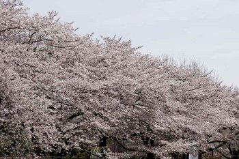 9日桜.jpg