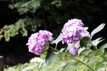 公園紫陽花2.jpg