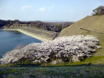 城山桜.jpg