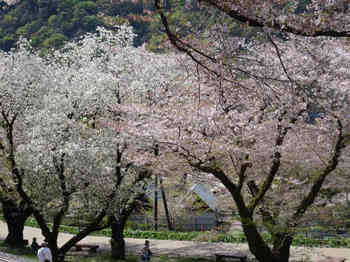 対岸桜1.JPG
