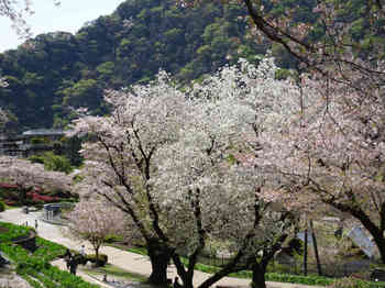 対岸桜2.JPG