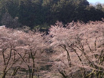 桜2.jpg