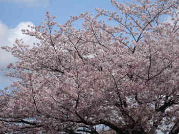桜3.JPG