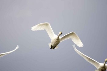 白鳥1.jpg