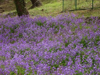 紫花2.jpg