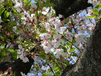 葉桜.JPG